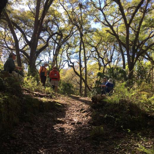 hiking through the trees